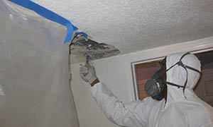How to Test for Black Mold in the House? - Five Boro Mold Specialist